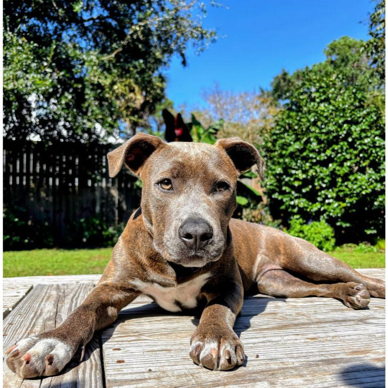 Clean residential grass lawn free of pet waste in James Island SC